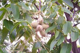 Attēlu rezultāti vaicājumam “Juglans cinerea leaf”