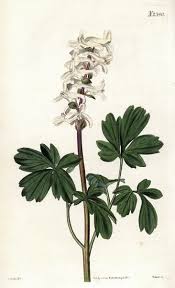 Attēlu rezultāti vaicājumam “Corydalis cava”