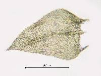 Attēlu rezultāti vaicājumam “Eurhynchiastrum pulchellum”