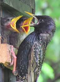 Attēlu rezultāti vaicājumam “Sturnus vulgaris male”