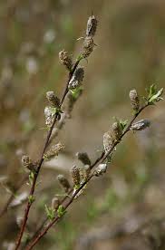 Attēlu rezultāti vaicājumam “Salix repens subsp. rosmarinifolia”