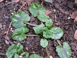 Attēlu rezultāti vaicājumam “Ficaria verna”