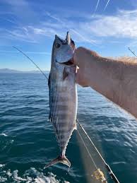 Image result for Sarda sarda