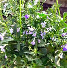 Image result for Lobelien