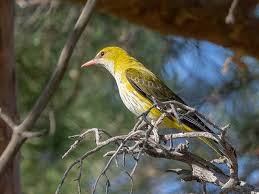Attēlu rezultāti vaicājumam “Oriolus oriolus female”