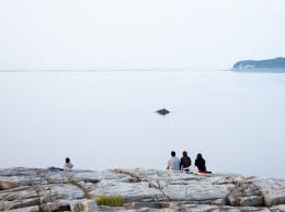 Image result for Darwen Snorkelling Club