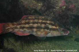 Image result for Symphodus bailloni