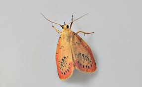 Attēlu rezultāti vaicājumam “Miltochrista miniata”