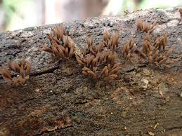 Attēlu rezultāti vaicājumam “Stemonaria irregularis stalked”