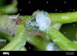 Attēlu rezultāti vaicājumam “Psylla alni”