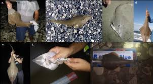 Image result for Glaucostegus cemiculus