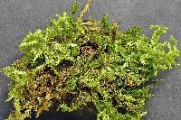 Attēlu rezultāti vaicājumam “Brachythecium campestre”