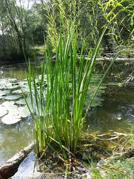Image result for Acorus calamus