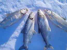 Image result for Coregonus artedi