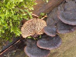 Attēlu rezultāti vaicājumam “Gloeophyllum abietinum”