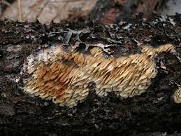 Attēlu rezultāti vaicājumam “Ceriporiopsis aneirina”