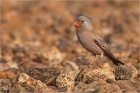 Image result for Bucanetes githagineus