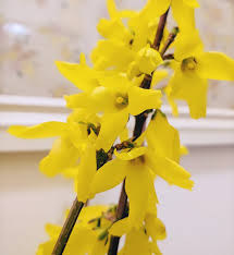 Attēlu rezultāti vaicājumam “Forsythia suspensa flower”