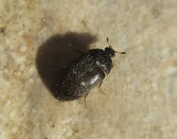 Attēlu rezultāti vaicājumam “Attagenus pellio”