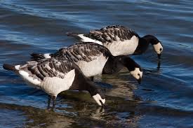 Attēlu rezultāti vaicājumam “Branta leucopsis”