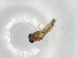 Attēlu rezultāti vaicājumam “Tanytarsus”