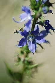 Image result for Campanula americana