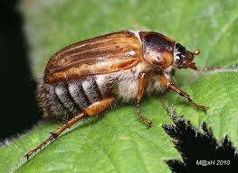 Attēlu rezultāti vaicājumam “Amphimallon solstitiale”