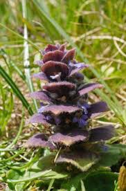 Attēlu rezultāti vaicājumam “Ajuga pyramidalis”