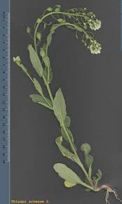 Attēlu rezultāti vaicājumam “Thlaspi arvense”