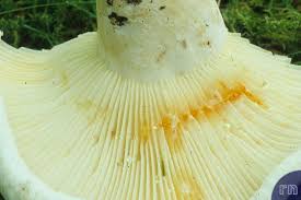 Attēlu rezultāti vaicājumam “Lactarius bertillonii”