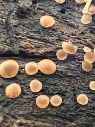 Attēlu rezultāti vaicājumam “Diachea muscorum macro”