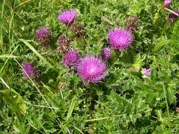 Attēlu rezultāti vaicājumam “Cirsium acaule”