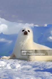 Image result for Pagophilus groenlandicus