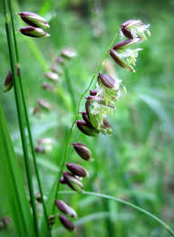 Attēlu rezultāti vaicājumam “Melica nutans flower”