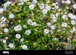 Attēlu rezultāti vaicājumam “Gypsophila muralis flower”