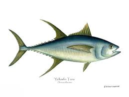 Image result for Thunnus albacares