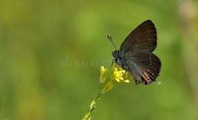 Attēlu rezultāti vaicājumam “Satyrium ilicis underside”