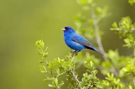 Image result for Passerina cyanea