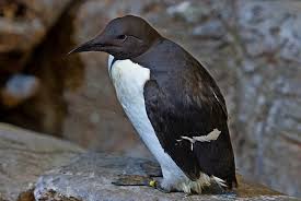 Image result for Uria aalge