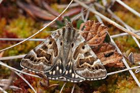 Attēlu rezultāti vaicājumam “Callistege mi”