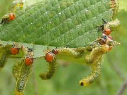 Attēlu rezultāti vaicājumam “Argidae larva”