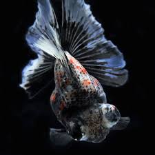 Image result for 出目金