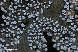 Attēlu rezultāti vaicājumam “Physarum notabile”