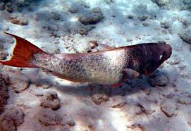 Image result for Scarus rubroviolaceus