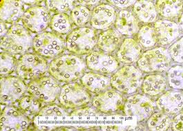 Attēlu rezultāti vaicājumam “Plagiochila porelloides sporophyte”