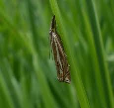 Attēlu rezultāti vaicājumam “Crambus lathoniellus”