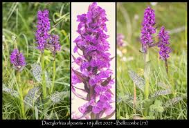 Attēlu rezultāti vaicājumam “Dactylorhiza majalis subsp. baltica”