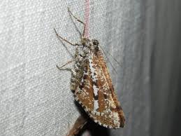 Attēlu rezultāti vaicājumam “Bupalus piniaria”