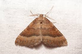 Attēlu rezultāti vaicājumam “Larentia clavaria”