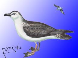 Image result for Pterodroma feae